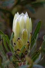 Protea longifolia × repens