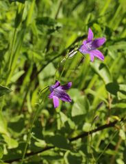 Campanula patula