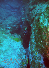 Pyura spinifera