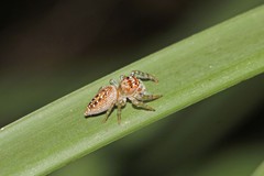 Opisthoncus parcedentatus