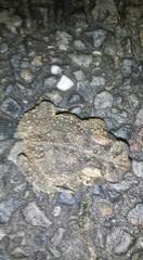 Anaxyrus americanus charlesmithi