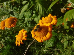 Megachile