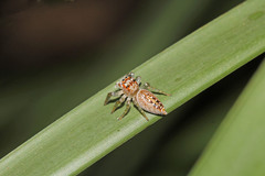 Opisthoncus parcedentatus