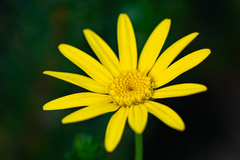 Euryops abrotanifolius