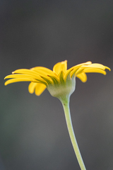 Euryops abrotanifolius