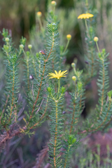Euryops abrotanifolius