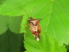 Elasmucha ferrugata