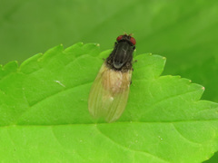 Minettia longipennis