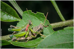 Propedies fusiformis