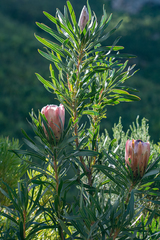 Protea longifolia × repens