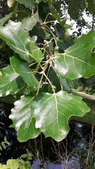 Populus