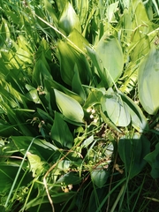 Convallaria majalis