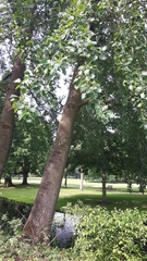 Populus