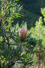 Protea longifolia × repens