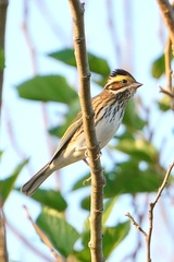 Emberiza chrysophrys