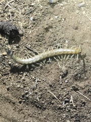 Scolopendra aztecorum