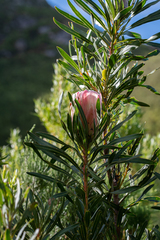 Protea longifolia × repens