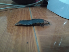 Lamprigera