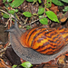 Giant Tiger Land Snail - Photo (c) Charles J Sharp
, some rights reserved (CC BY-SA)