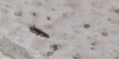 Blastodacna atra