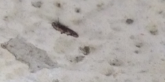 Blastodacna atra