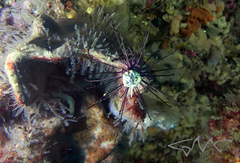 Nemalecium lighti