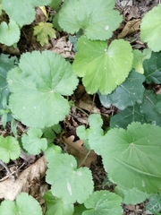 Pimpinella tripartita