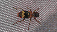 Clerus mutillarius