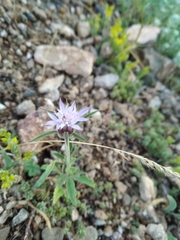Pterocephalus plumosus