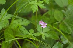 Geranium nepalense