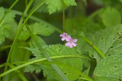 Geranium nepalense