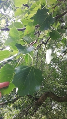 Populus