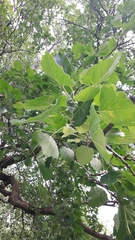 Populus