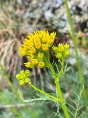 Jacobaea adonidifolia