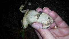 Anaxyrus americanus charlesmithi