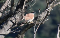 Falco cenchroides cenchroides