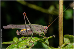 Enthephippion borellii