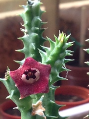 Stapelia leendertziae
