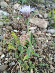 Pterocephalus plumosus