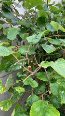 Actinidia chinensis