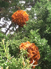 Gymnosporangium juniperi-virginianae