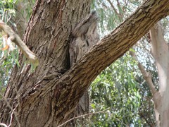 Podargus strigoides strigoides