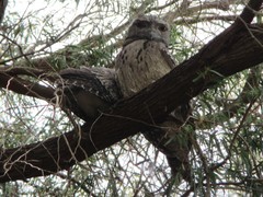 Podargus strigoides strigoides