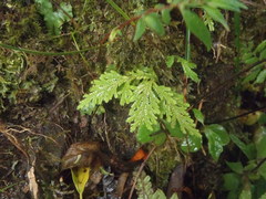 Selaginella anceps