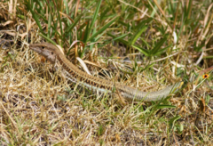 Aspidoscelis sackii sackii