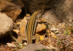 Aspidoscelis sackii sackii