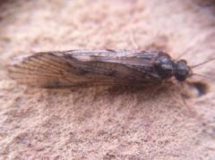 Trichoptera