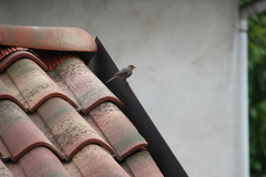 Phoenicurus ochruros