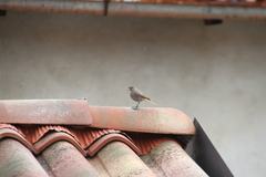 Phoenicurus ochruros