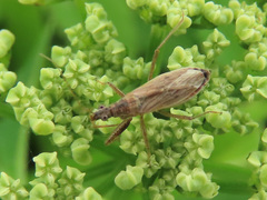 Nabis rugosus